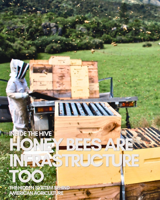 Honey Bees Are Infrastructure Too: The Hidden System Behind American Agriculture